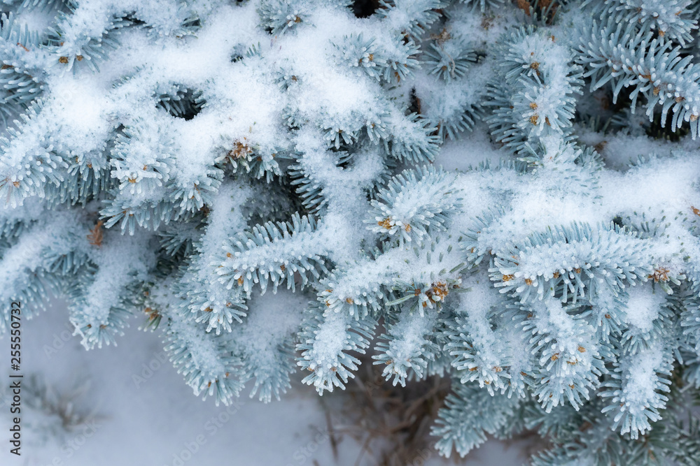 Spruce branches covered with frost. Christmas tree with hoarfrost.