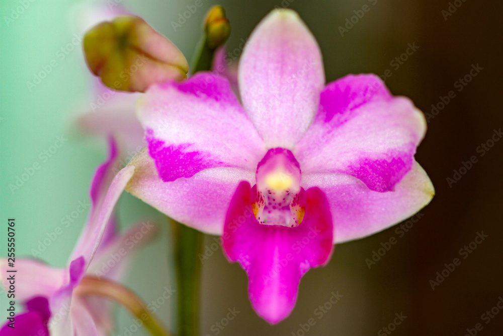 Thai small orchid flower blossom close up. Thai small orchid flower blossom close up.