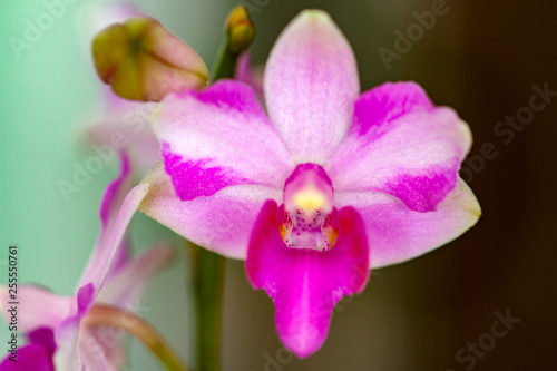 Thai small orchid flower blossom close up.