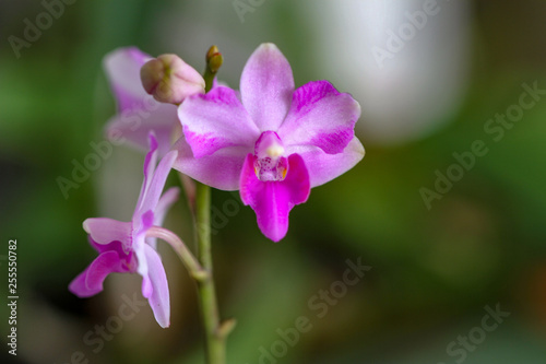small purple orchid flowers no leave 