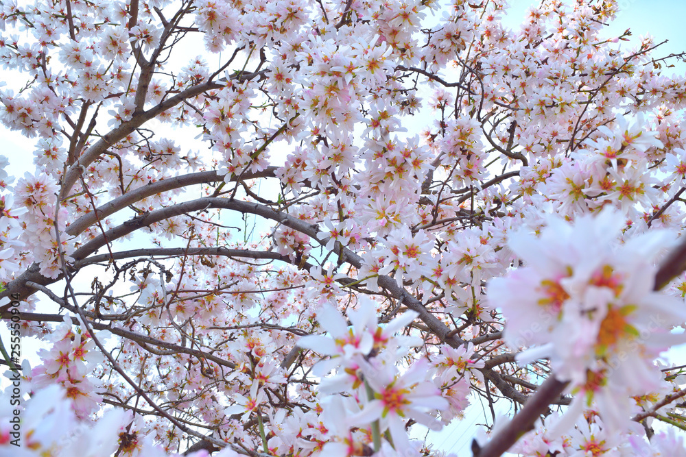 flowering almond tree as a beautiful natural spring background flowering almond tree as a beautiful natural spring background