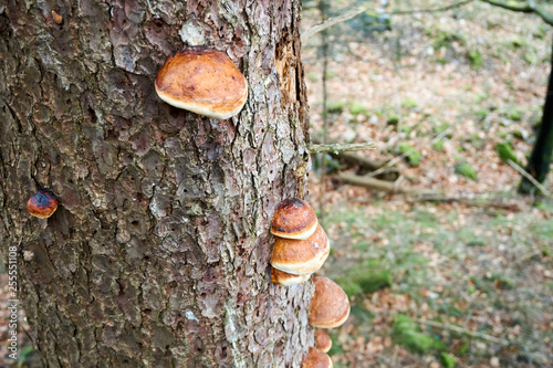 Fungus growing on a tree in the wood photo