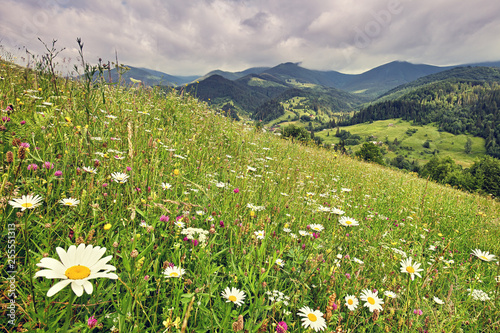 Summer meadow with white camomiles just before the rain, summertime mountain landscape