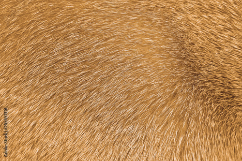 Short-haired sandy cat fur structure