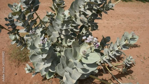 Sodom's Apple blowing in the wind in the sand in the United Arab Emirates. (Calotropis procera) photo