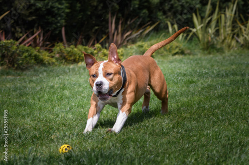 Amstaff running and playing