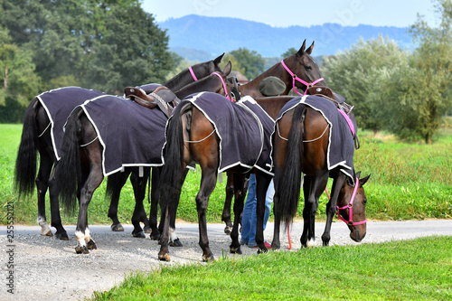 Group of polo horses waiting for the game. Horizontal, back view.