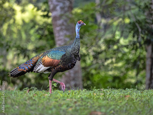 Wild Ocellated turkey, Meleagris ocellata, is brightly colored, Guatemala