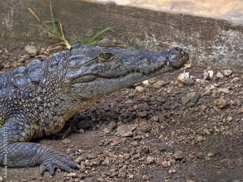 Morelet's Crocodile, Crocodylus moreletii, inhabits the forest rivers of Central America, Guatemala