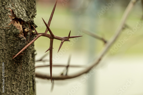 barbed wire