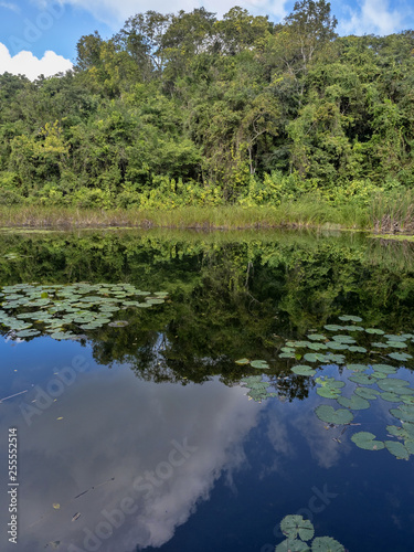 In the pool with water lilies the surrounding trees are mirrored  Guatemala