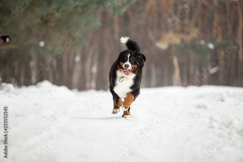 bernese mountain dog in winter forest