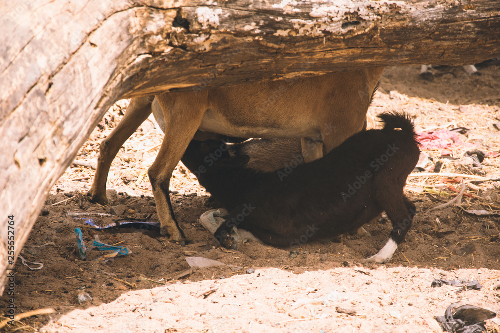 Fototapeta premium Ziege in Afrika