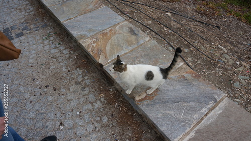 Street homeless cat. Human care. photo