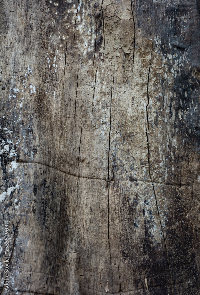 Old Wood Tree Texture Background Pattern, Close up texture, background with copy space for text. Old Wood Tree Texture Background Pattern, Close up texture, background with copy space for text.