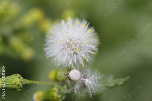 dandelion in grass