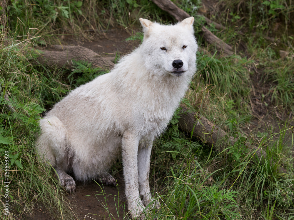 Adult arctic wolf with muddy paws sitting on rock staring Adult arctic wolf with muddy paws sitting on rock staring