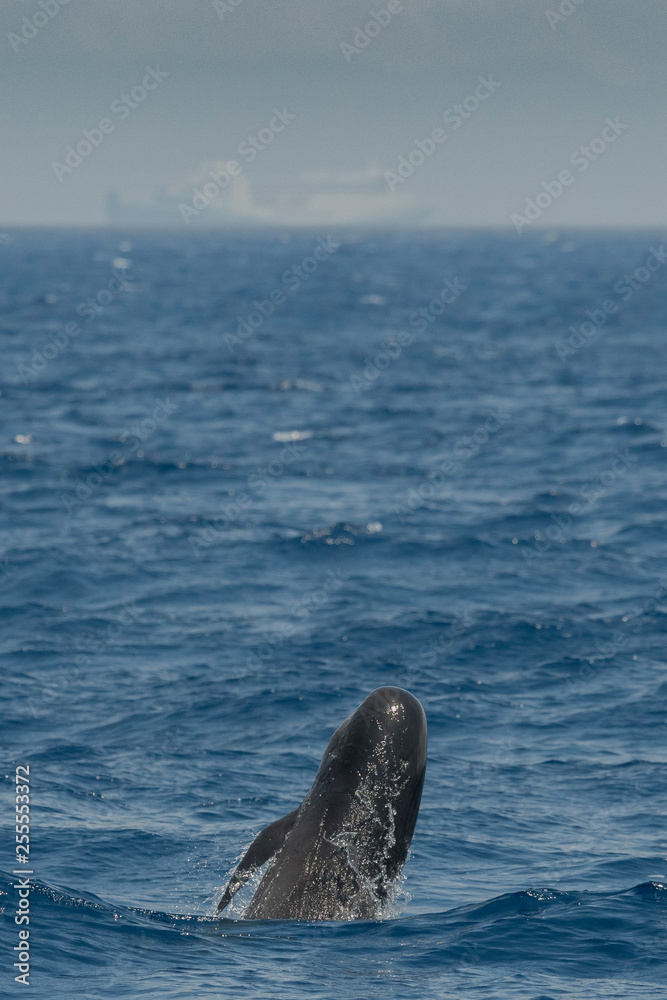 Fototapeta premium Saut globicéphale