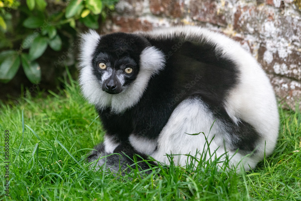 Obraz premium Black-and-white ruffed lemur