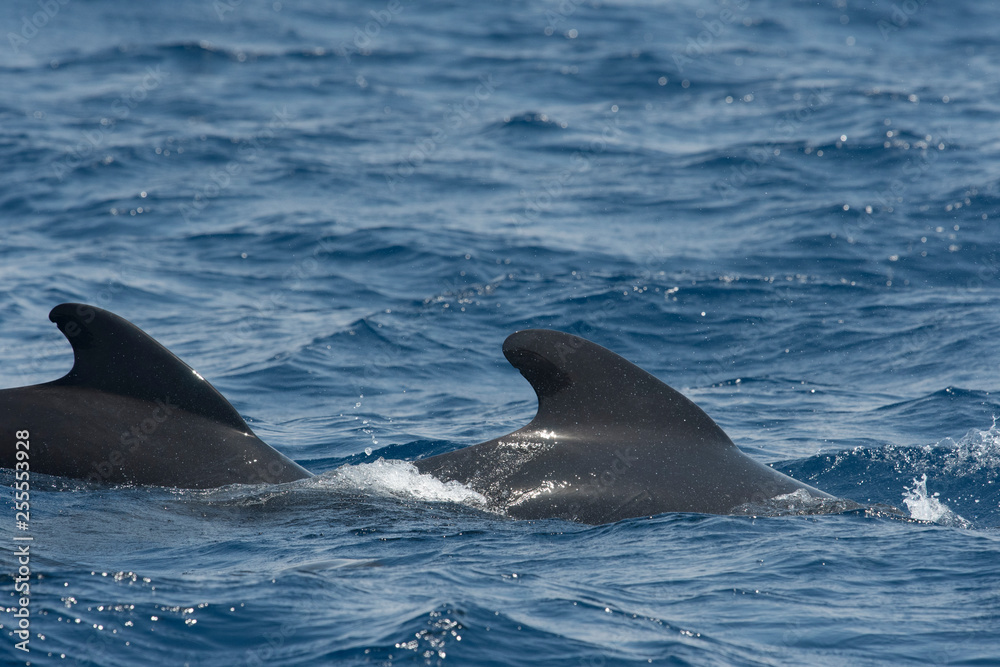 Naklejka premium globicéphale