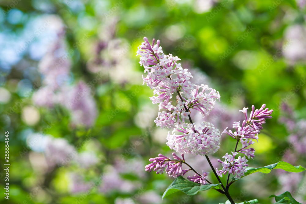 Obraz premium Blossoming lilac