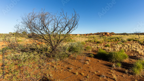 view on trees in the bush in Red Center of Australia