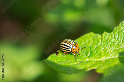 Colorado potato beetle on green leaf.