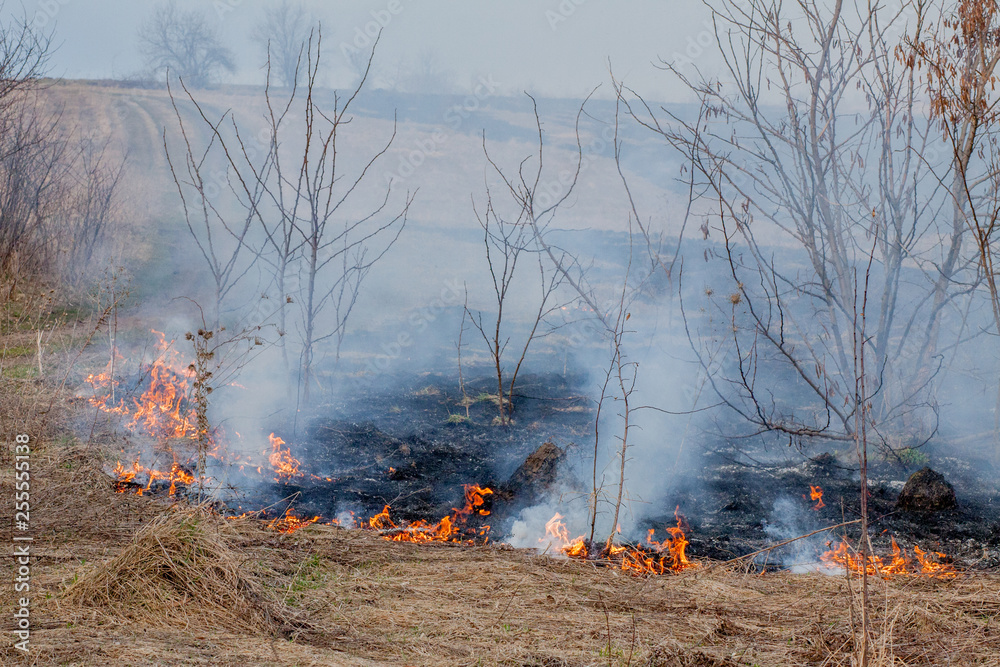 A strong fire spreads in gusts of wind through dry grass, smoking dry grass, concept of fire and burning of the forest