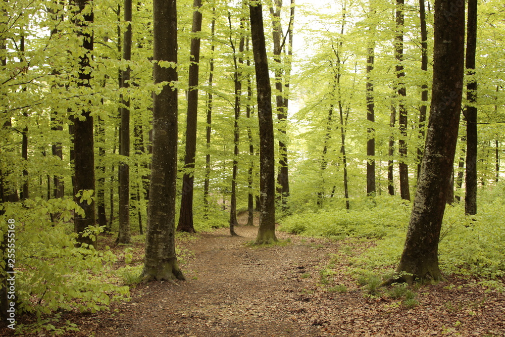 Obraz premium waldweg