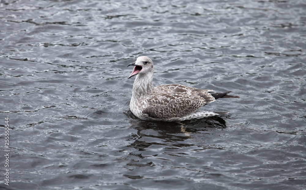seagull widely opened its beak bird screams seagull widely opened its beak bird screams