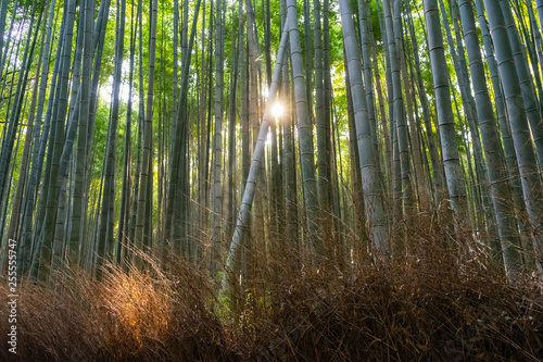 Fototapeta Naklejka Na Ścianę i Meble -  Bamboo forest of Arashiyama at Kyoto, Japan