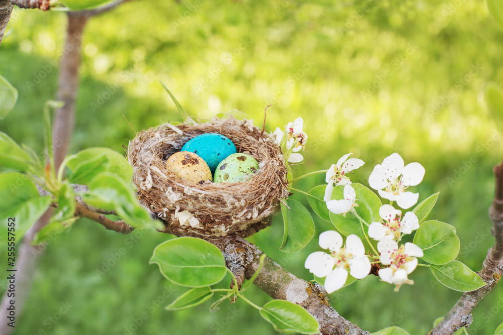 Fototapeta premium Easter eggs in nest outdoor