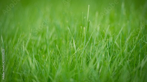 Grünes Gras Vorlage