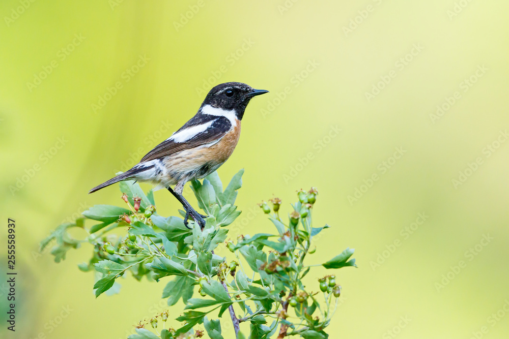 Obraz premium The European stonechat
