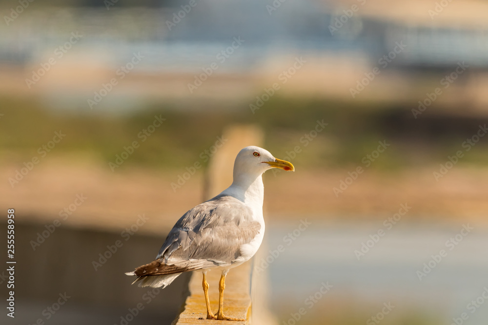 Seagull in front of a city Seagull in front of a city
