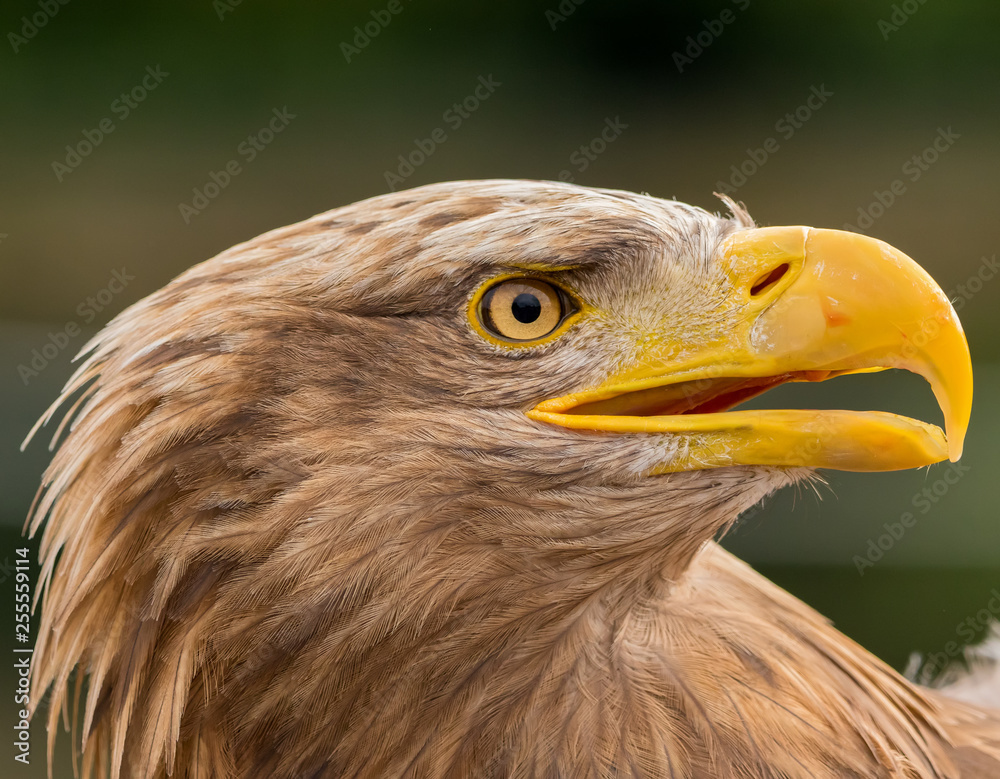 Profile of a sea eagle (Haliaeetus albicilla)