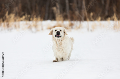 Cute, Happy and crazy golden retriever dog running fast in the field in winter