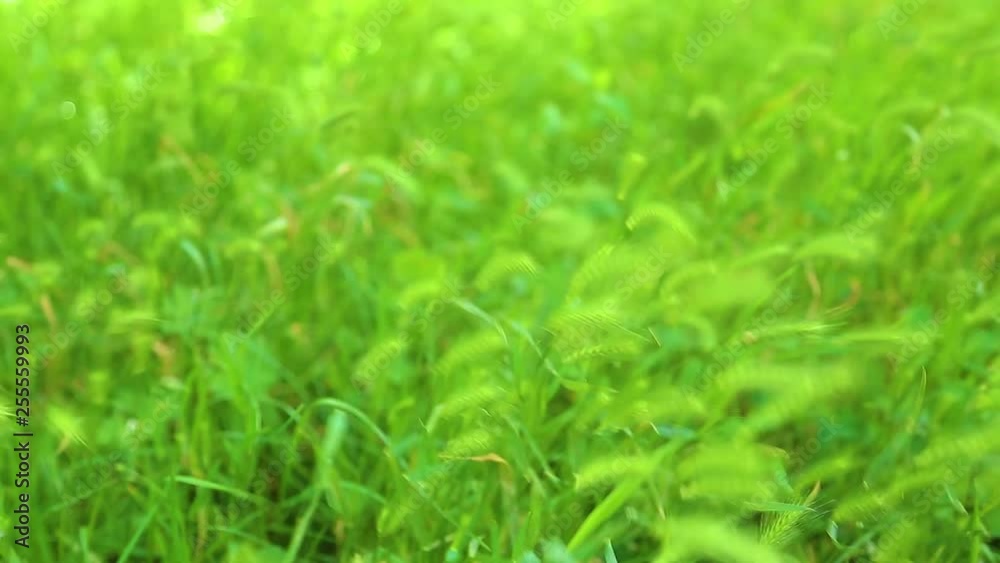Beautiful green grass background. Real time full hd video footage. Beautiful green grass background. Real time full hd video footage.