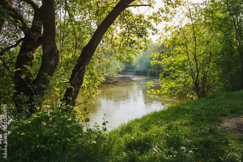 Obraz premium Landscape with trees over the river