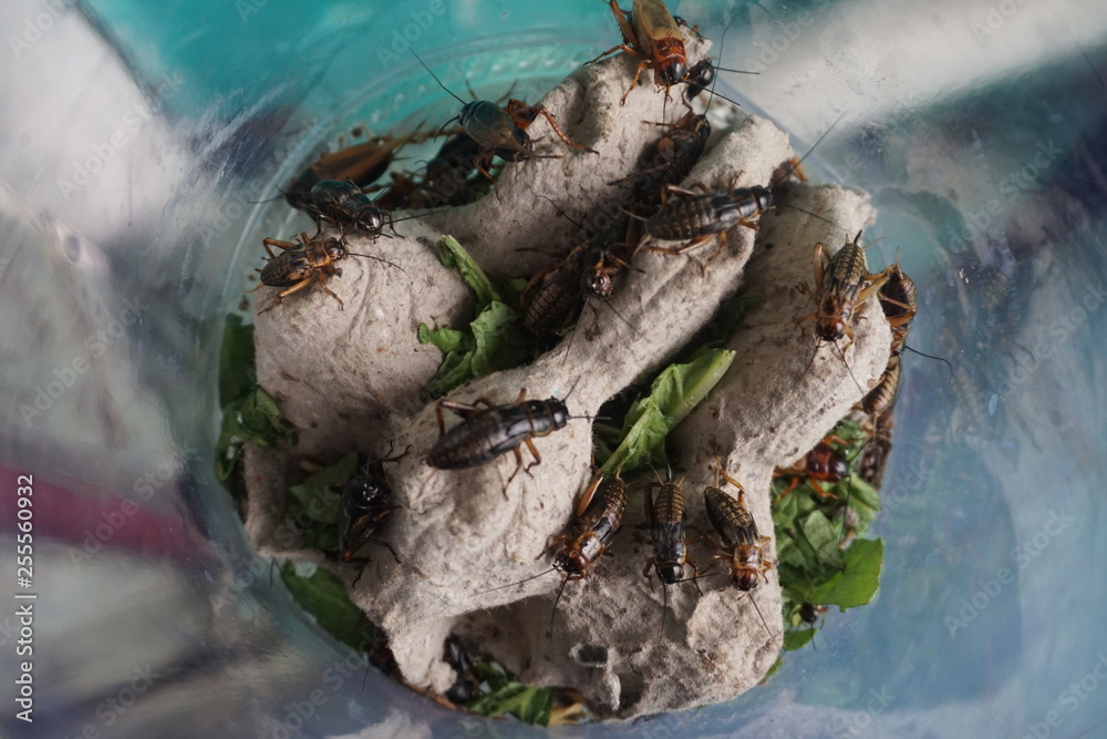 Naklejka premium the black crickets