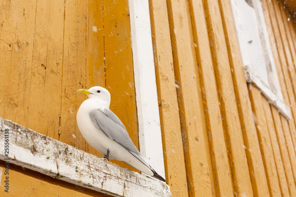 Seagull during a snowstorm nesting above a window frame of rorbuer hut in Nusfjord, Lofoten Islands, Norway, Scandinavia Seagull during a snowstorm nesting above a window frame of rorbuer hut in Nusfjord, Lofoten Islands, Norway, Scandinavia