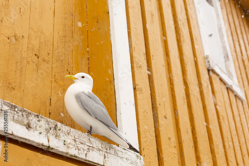 Fotografie Seagull during a snowstorm nesting above a window frame of rorbuer hut in Nusfjo