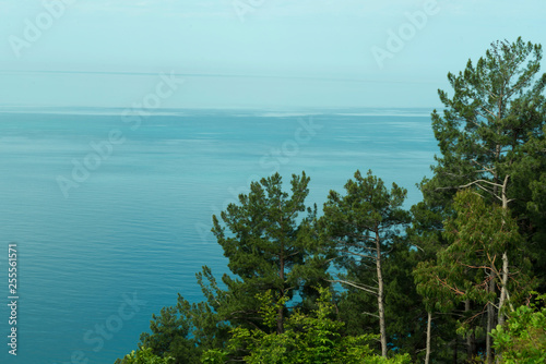 Coniferous trees, sea, blue sky. nature, landscape.