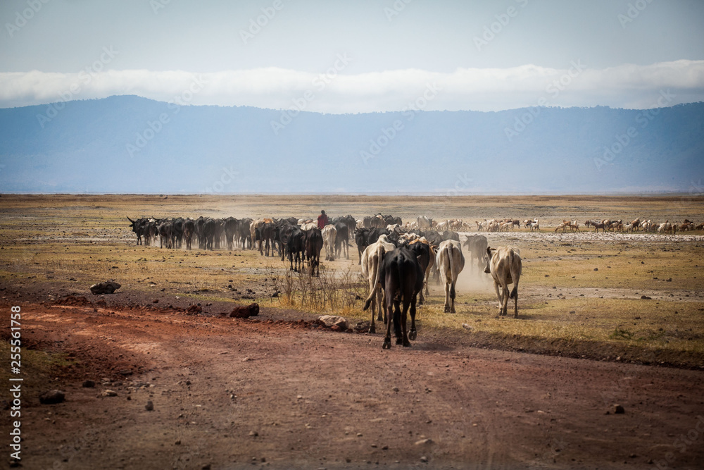 Herd of cows at the bottom of Ngorongoro National Park, Tanzania