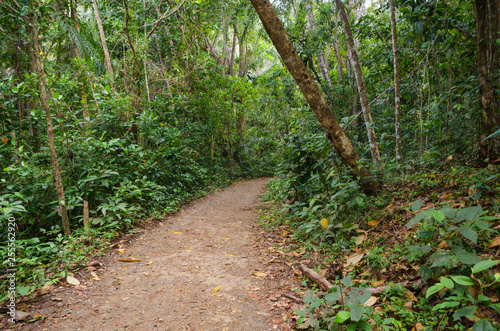 small dirt road into the forest. Intense vegetation