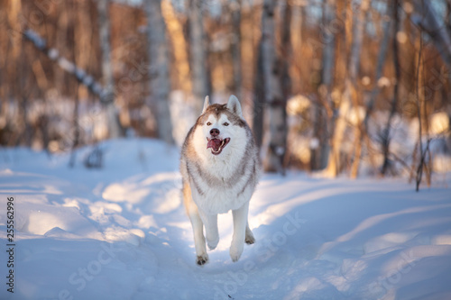 Happy,cute and funny siberian husky dog with tonque hanging out running on the snow in the winter forest at sunset © Anastasiia