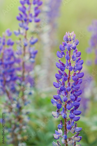 Group of violet lupins