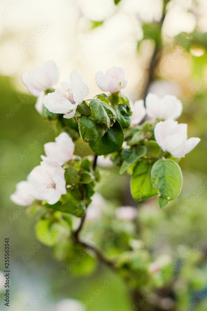 blossom apple tree blossom apple tree