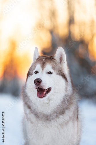 Beautiful, happy and cute Siberian Husky dog sitting on the snow path in the winter forest at sunset. © Anastasiia
