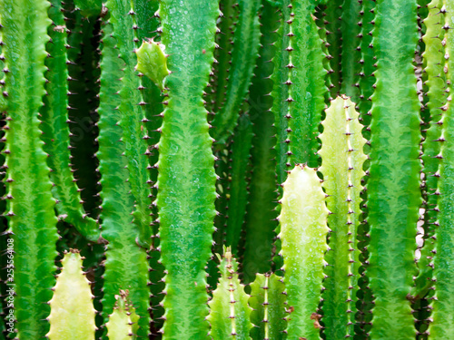 Big cactus outdoor in desert